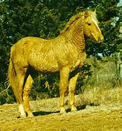 Image result for Noble County, Oklahoma Bashkir Curly Horses for Sale and Horse Classifieds. Size: 173 x 185. Source: www.horsespirit.site