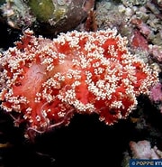 Image result for "desmacella Inornata". Size: 180 x 185. Source: www.poppe-images.com