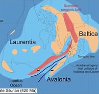 Image result for Fabriciola Baltica Stam. Size: 194 x 185. Source: www.researchgate.net