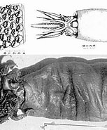 Image result for "pholidoteuthis Boschmai". Size: 153 x 185. Source: www.tolweb.org