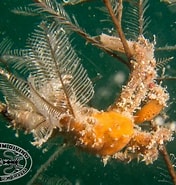 Afbeeldingsresultaten voor "amphithyrus Bispinosus". Grootte: 176 x 185. Bron: www.chaloklum-diving.com