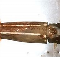 Image result for "eucleoteuthis Luminosa". Size: 192 x 119. Source: www.eonet.ne.jp