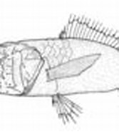 Image result for "melamphaes Microps". Size: 167 x 88. Source: commons.wikimedia.org