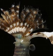 Afbeeldingsresultaten voor "pomatoceros Lamarcki". Grootte: 176 x 185. Bron: www.aphotomarine.com