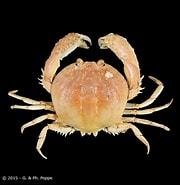 Image result for "paracyclois Milneedwardsi". Size: 180 x 185. Source: www.crustaceology.com