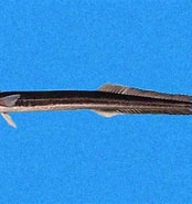 Afbeeldingsresultaten voor "phtheirichthys Lineatus". Grootte: 174 x 185. Bron: biogeodb.stri.si.edu