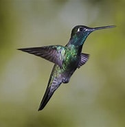 Afbeeldingsresultaten voor Rivoli's kolibrie. Grootte: 182 x 185. Bron: www.audubon.org