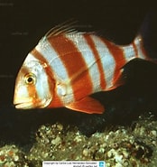 Image result for Pagrus auriga. Size: 174 x 185. Source: www.reeflex.net