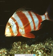 Image result for "pagrus Auriga". Size: 176 x 185. Source: www.reeflex.net