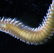 Image result for Ophryotrocha maculata Order. Size: 187 x 185. Source: www.marinespecies.org