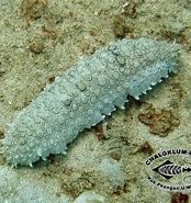 Afbeeldingsresultaten voor "holothuria Ocellata". Grootte: 174 x 185. Bron: www.chaloklum-diving.com