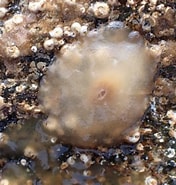 Image result for "berthella Plumula". Size: 176 x 185. Source: www.marinespecies.org