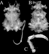 Afbeeldingsresultaten voor Achaeus trituberculatus Familie. Grootte: 170 x 185. Bron: www.researchgate.net
