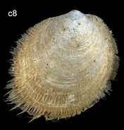 Image result for Arcoida. Size: 176 x 185. Source: naturalhistory.museumwales.ac.uk