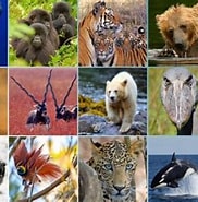 Afbeeldingsresultaten voor Welke dieren zijn Er. Grootte: 182 x 185. Bron: www.allfornature.nl