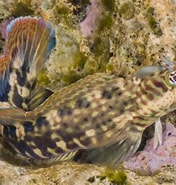 Image result for Istiblennius dussumieri. Size: 176 x 185. Source: fishesofaustralia.net.au