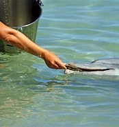 Afbeeldingsresultaten voor dolfijnen dieet. Grootte: 174 x 185. Bron: dennisrijnvis.nl