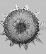 Afbeeldingsresultaten voor "heliodiscus Asteriscus". Grootte: 157 x 185. Bron: www.pirx.com