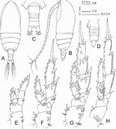 Afbeeldingsresultaten voor Acrocalanus andersoni Stam. Grootte: 166 x 185. Bron: www.researchgate.net