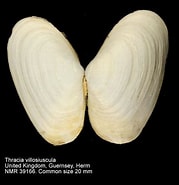 Afbeeldingsresultaten voor "thracia Villosiuscula". Grootte: 179 x 185. Bron: www.nmr-pics.nl