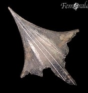 Image result for "clio pyramidata Martensi". Size: 175 x 185. Source: www.inaturalist.org