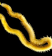 Image result for "eulalia Tjalfiensis". Size: 174 x 185. Source: invertebrate.w.uib.no