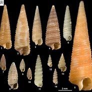 Afbeeldingsresultaten voor Cerithiopsidae Superfamilie. Grootte: 184 x 185. Bron: seashellsofnsw.org.au