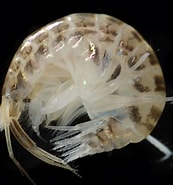 Afbeeldingsresultaten voor "protomedeia Fasciata". Grootte: 173 x 185. Bron: www.inaturalist.org