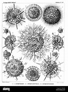 Image result for "cromyechinus Icosacanthus". Size: 137 x 185. Source: www.alamy.com