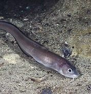Image result for "ophidion Rochei". Size: 178 x 185. Source: adriaticnature.com