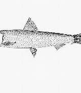 Afbeeldingsresultaten voor Spratelloides robustus. Grootte: 160 x 129. Bron: www.fishbase.se