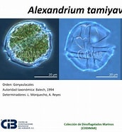 Afbeeldingsresultaten voor "alexandrium Tamiyavanichi". Grootte: 172 x 185. Bron: www.cibnor.gob.mx