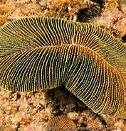Image result for Ctenactis Habitat. Size: 177 x 185. Source: www.aquaportail.com