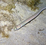 Image result for Site:marinespecies.org "ariosoma". Size: 188 x 185. Source: www.marinespecies.org
