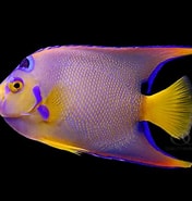 Image result for "holacanthus Ciliaris". Size: 176 x 185. Source: www.qualitymarine.com