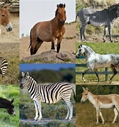 Afbeeldingsresultaten voor What Does Equus Genus Eat. Grootte: 174 x 185. Bron: alchetron.com