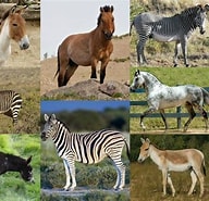 Image result for Equus Genus Lifespan. Size: 192 x 185. Source: alchetron.com