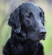 Image result for Flat Coated Retriever Omplassering. Size: 174 x 185. Source: woofbarkgrowl.co.uk