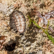 Afbeeldingsresultaten voor Acanthopleura granulata Stam. Grootte: 185 x 185. Bron: pixabay.com