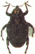 Image result for "lycodes Crassiceps". Size: 120 x 185. Source: bugguide.net