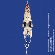 Image result for "pterygioteuthis Giardi". Size: 186 x 185. Source: molluscsoftasmania.org.au