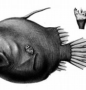 Image result for "oneirodes Eschrichtii". Size: 176 x 185. Source: fishesofaustralia.net.au
