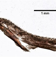 Afbeeldingsresultaten voor "clathria Raraechelae". Grootte: 183 x 185. Bron: www.marinespecies.org