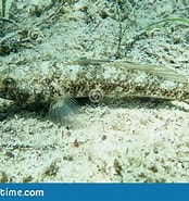 Image result for Gobius Strictus Dieet. Size: 174 x 185. Source: www.dreamstime.com