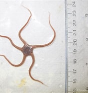 Image result for Ophiura sarsii Orde. Size: 176 x 185. Source: www.marinespecies.org