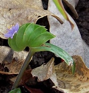 Image result for Aetideopsis cristata Geslacht. Size: 177 x 185. Source: sites.google.com
