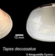 Image result for "tapes Decussata". Size: 184 x 147. Source: naturalhistory.museumwales.ac.uk