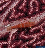 Image result for Cinetorhynchus rigens Stam. Size: 173 x 185. Source: www.poppe-images.com