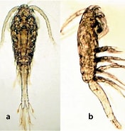 Afbeeldingsresultaten voor "oithona Brevicornis". Grootte: 176 x 185. Bron: www.researchgate.net