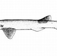Image result for PENTANCHIDAE. Size: 188 x 121. Source: fishesofaustralia.net.au